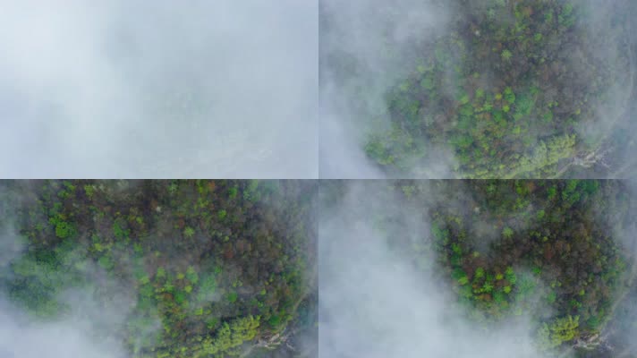 神农架_V1-0052雾气缭绕的原始森林
