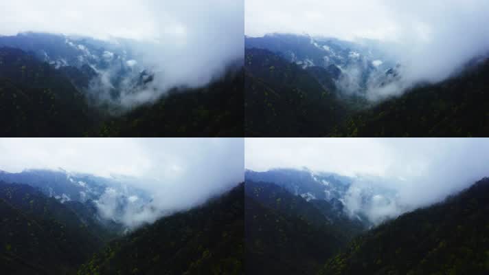 神农架_V1-0069雾气缭绕的原始森林
