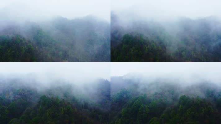 神农架_V1-0058雾气缭绕的原始森林