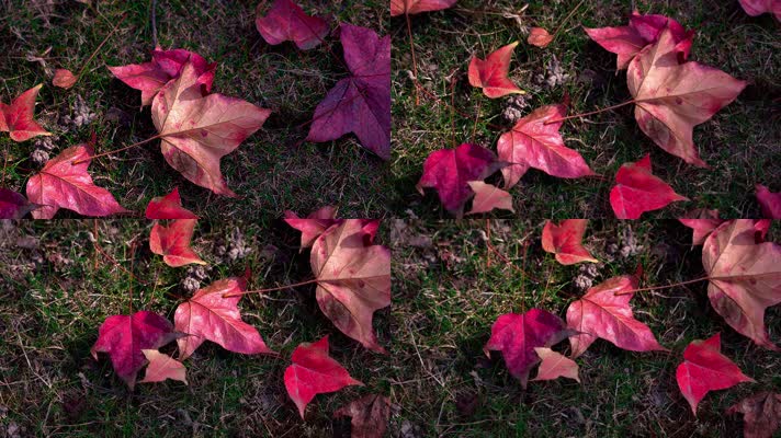 自然_V1-0006鲜红色的树叶
