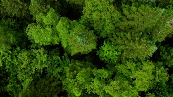 长白山_V1-0152原始密林中的圆形湖泊