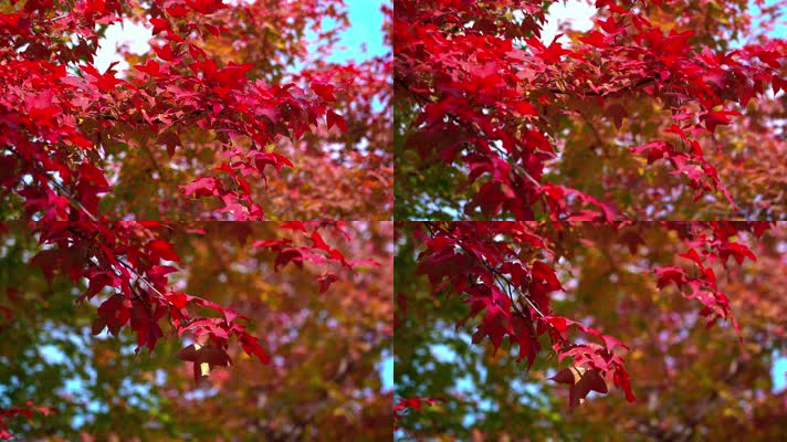 自然_V1-0018鲜红色的树叶