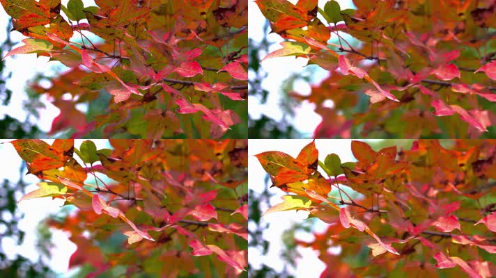 自然_V1-0004鲜红色的树叶