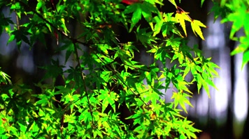 自然_V1-0036阳光穿过嫩绿的树叶