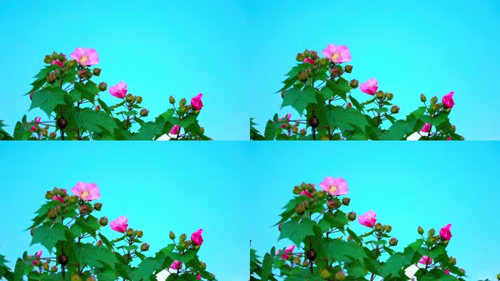 自然_V1-0028蓝天下盛开的木棉花