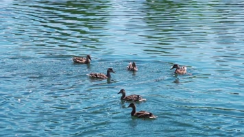 秋沙鸭02水中嬉戏的秋沙鸭