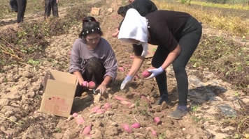 农民在地里捡红薯地瓜装纸箱