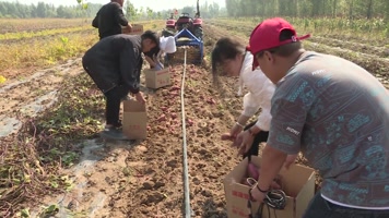 农民开收割机收割地瓜红薯装箱