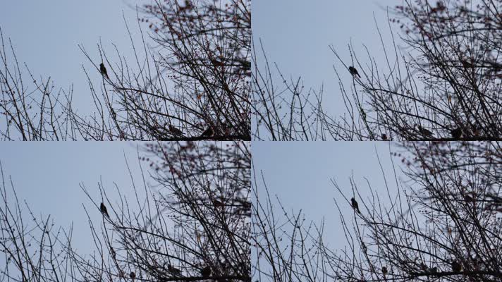 4K寒冬腊月光秃秃树枝上的麻雀