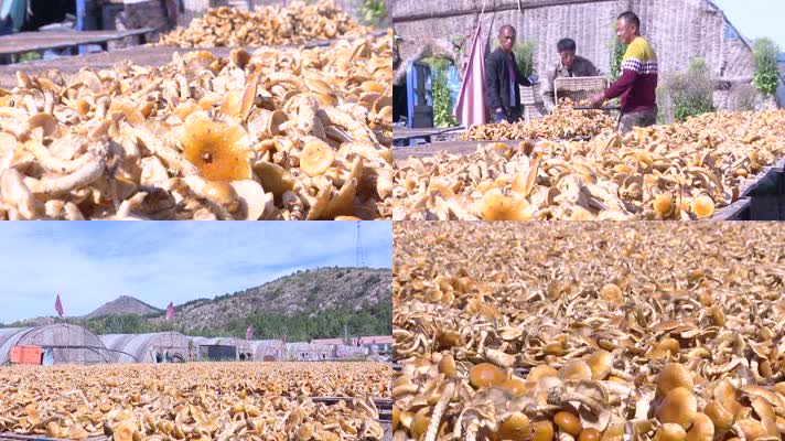 农民晾晒翻晒蘑菇食用菌香菇
