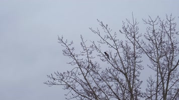 4K北方冬天树枝上鸣叫的喜鹊