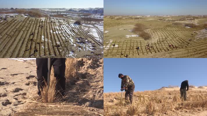 在沙漠中网格化种植植物防风固沙治理沙漠