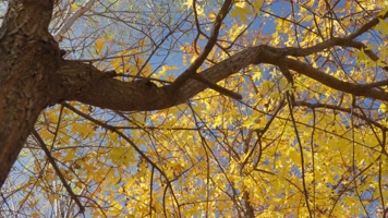 秋叶阳光透过树叶唯美逆光秋分立秋金秋