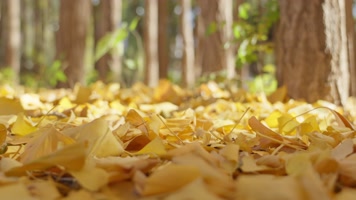 秋天银杏树银杏叶唯美秋叶落叶