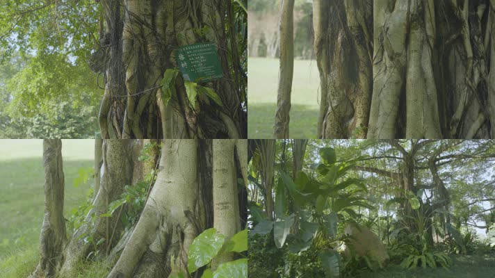 4K拍摄 公园榕树