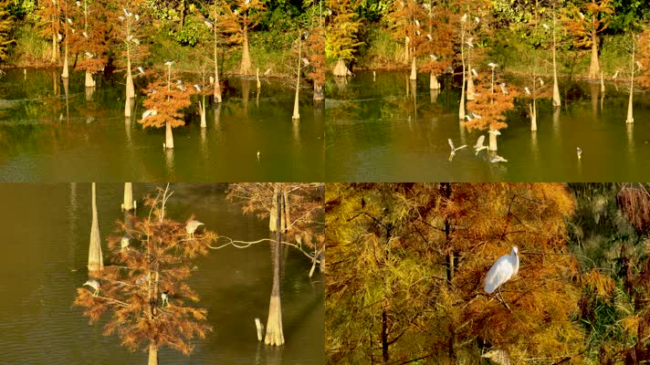 4K南宁花花大世界白鹭鸟