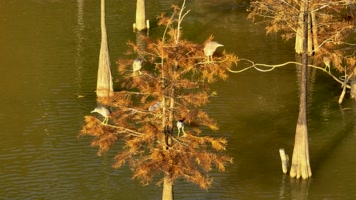 4K南宁花花大世界白鹭鸟