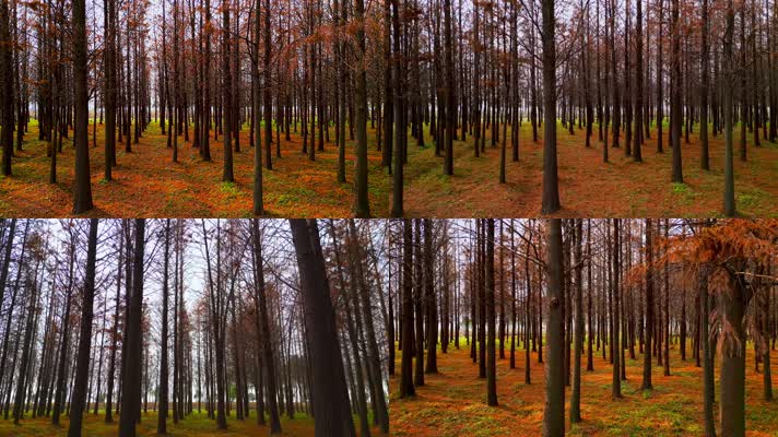 【4K60帧】秋天枫树树林红色枫叶