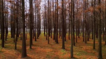 【4K60帧】秋天枫树树林红色枫叶