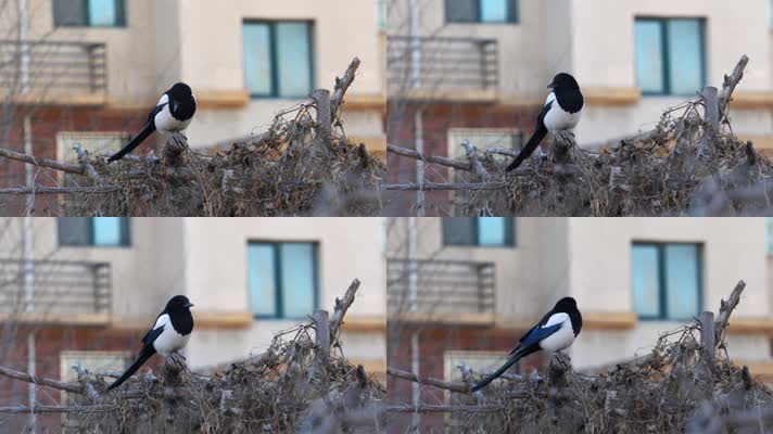 4K北方冬天居民区的喜鹊