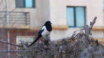 4K北方冬天居民区的喜鹊