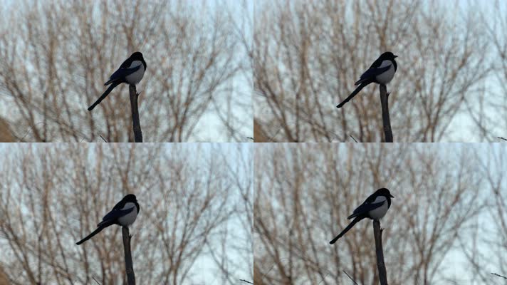 4K北方冬天枝头上的喜鹊