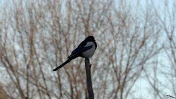 4K北方冬天枝头上的喜鹊