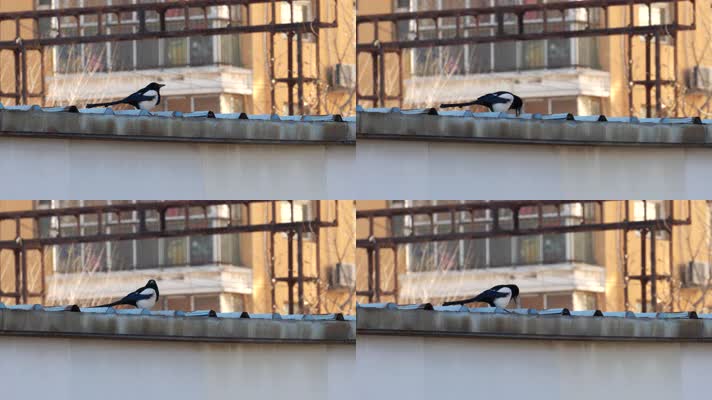 4K北方冬天居民区屋顶进食的喜鹊