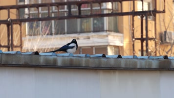 4K北方冬天居民区屋顶进食的喜鹊