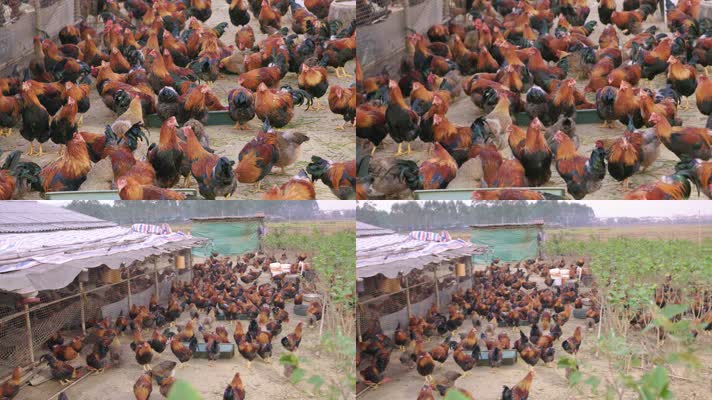 鸡场养殖1920X1080.50HZ