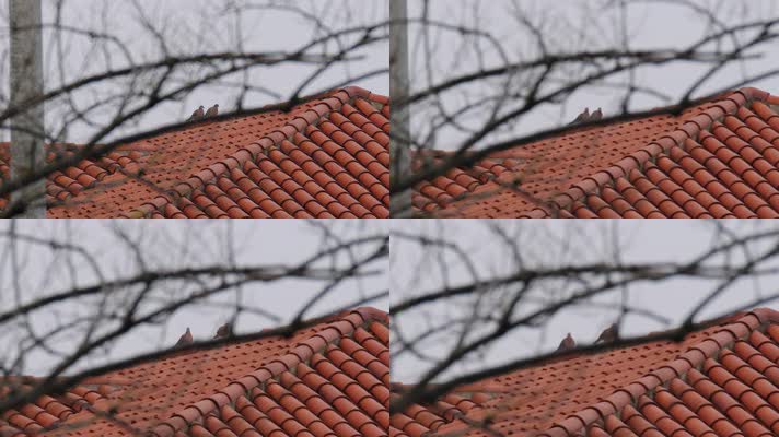 屋顶一对情侣斑鸠