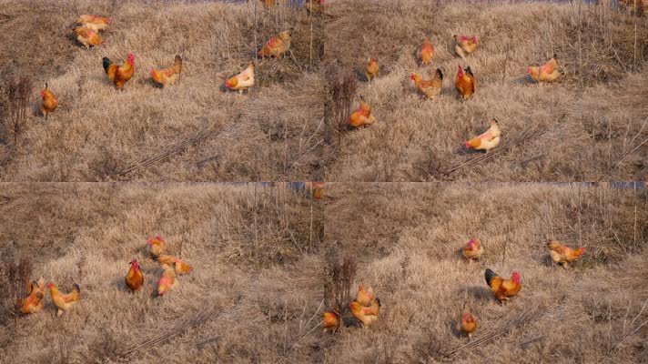 4K几只鸡在草坡上找食吃