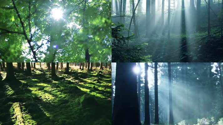 森林绿化植物阳光逆光晨雾
