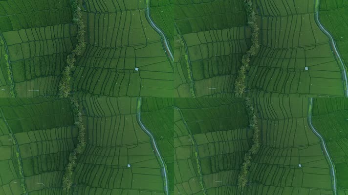 航拍水稻种植