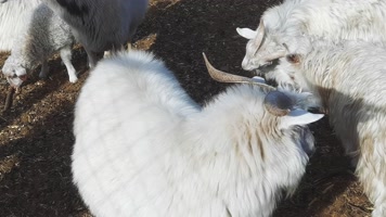 4K养殖畜牧-家畜山羊绵羊公羊羊圈