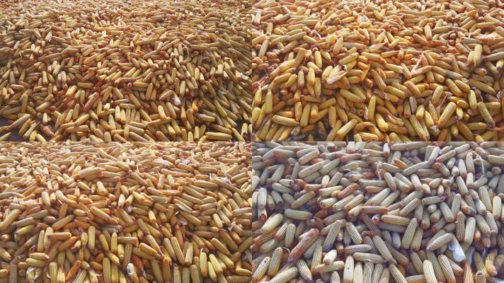 4K北方农村秋天丰收的玉米谷物