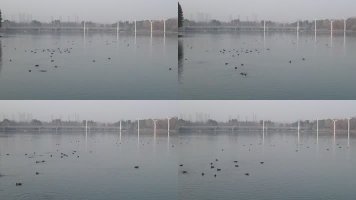 镜湖 野鸭群 水鸟 生态