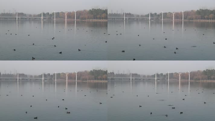 镜湖 野鸭群 水鸟 生态