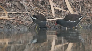 黑水鸡水鸟觅食慢镜头4K实拍空镜 黑水鸡水鸟觅食慢镜头4K实拍空镜