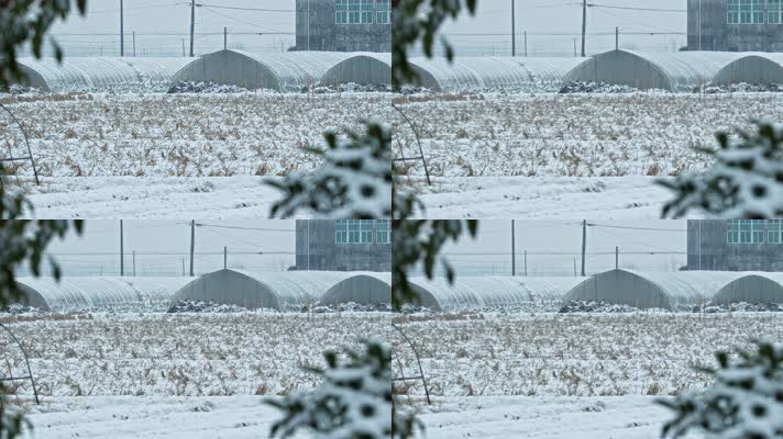 田野下雪慢镜头4K实拍空镜