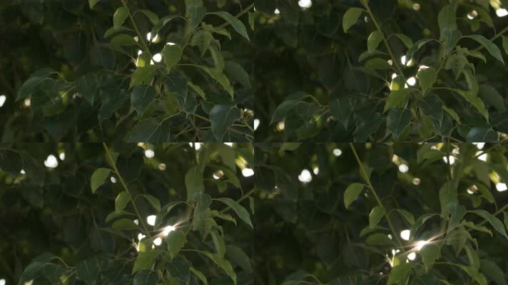树叶星芒慢镜头逆光4K实拍空镜