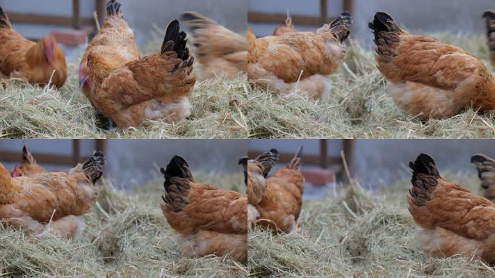 母鸡觅食4K实拍空镜