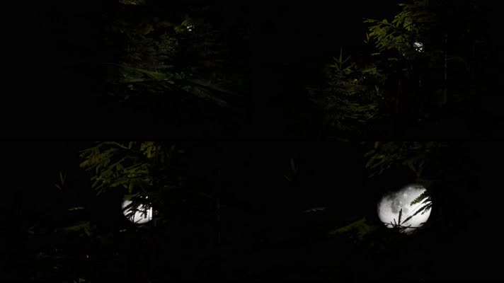 【4K】丛林夜景
