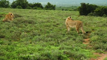 向左行走的狮子