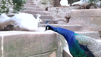 动物园孔雀 动物园孔雀