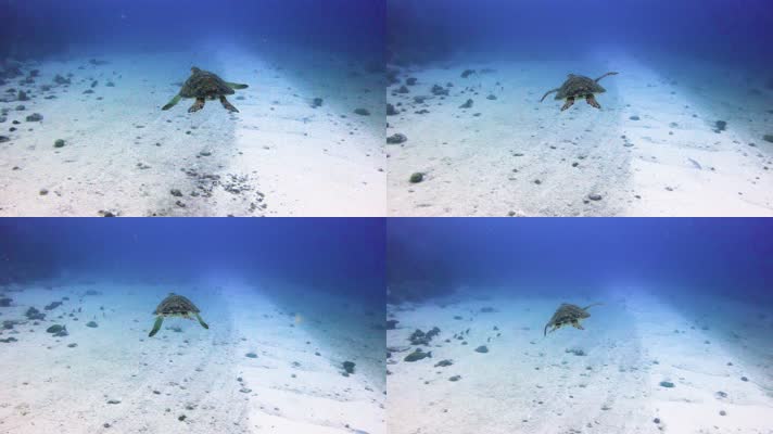 海中游泳的小海龟