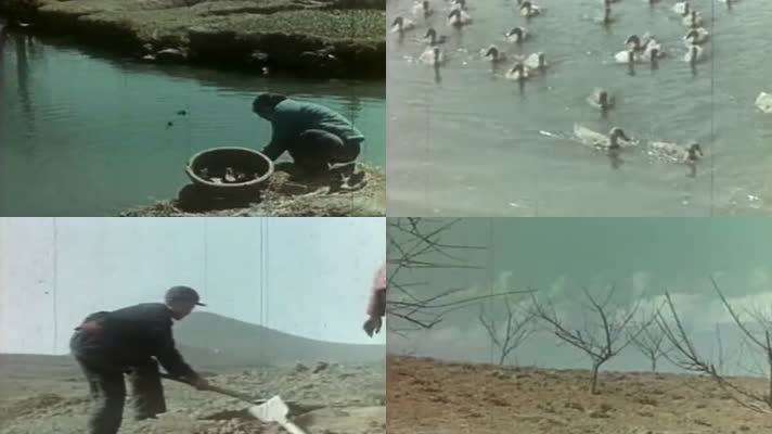 50年代的农村劳动生活影像3