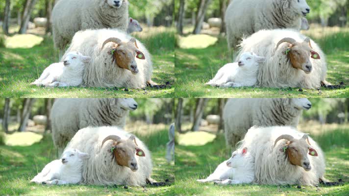 草原牧场羊群特写