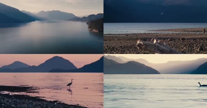 平静湖面水鸟飞翔觅食安逸舒适