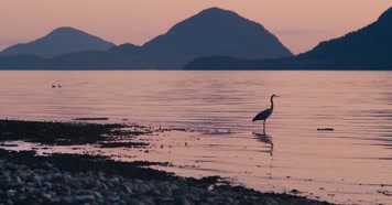 平静湖面水鸟飞翔觅食安逸舒适